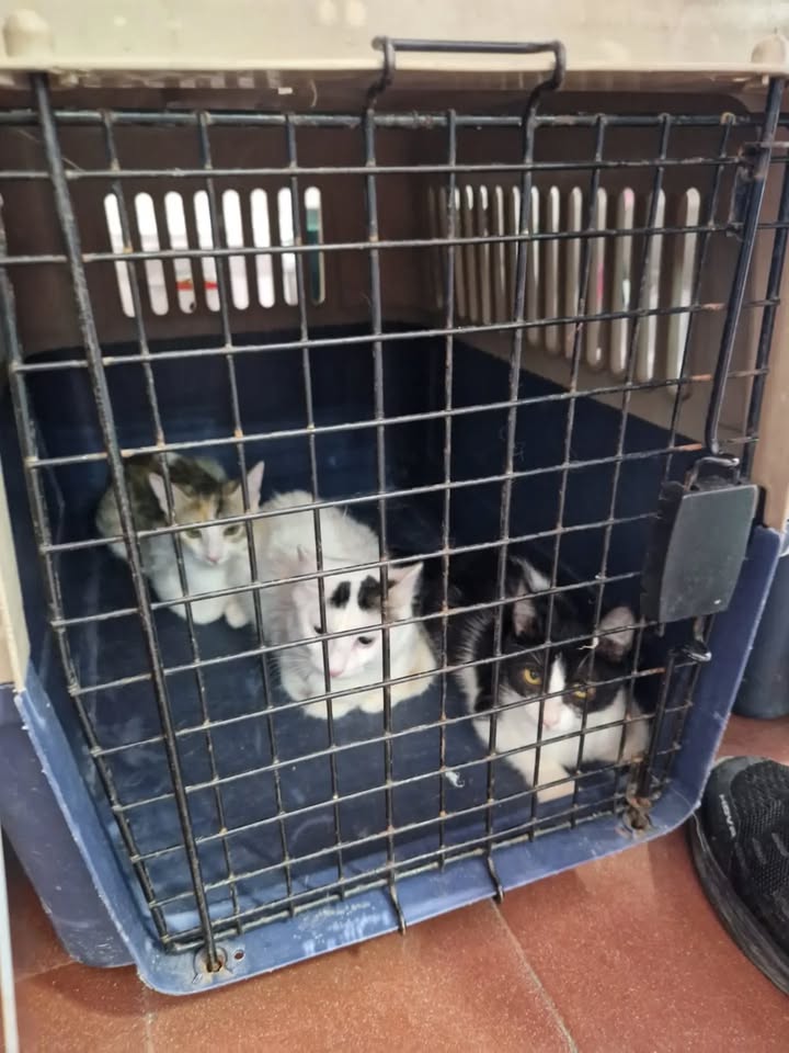 Transporte de 22 gatos rescatados en búsqueda de adopción en Bogotá 
