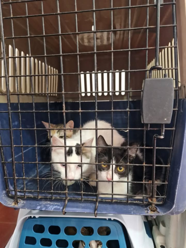Transporte de 22 gatos rescatados en búsqueda de adopción en Bogotá 