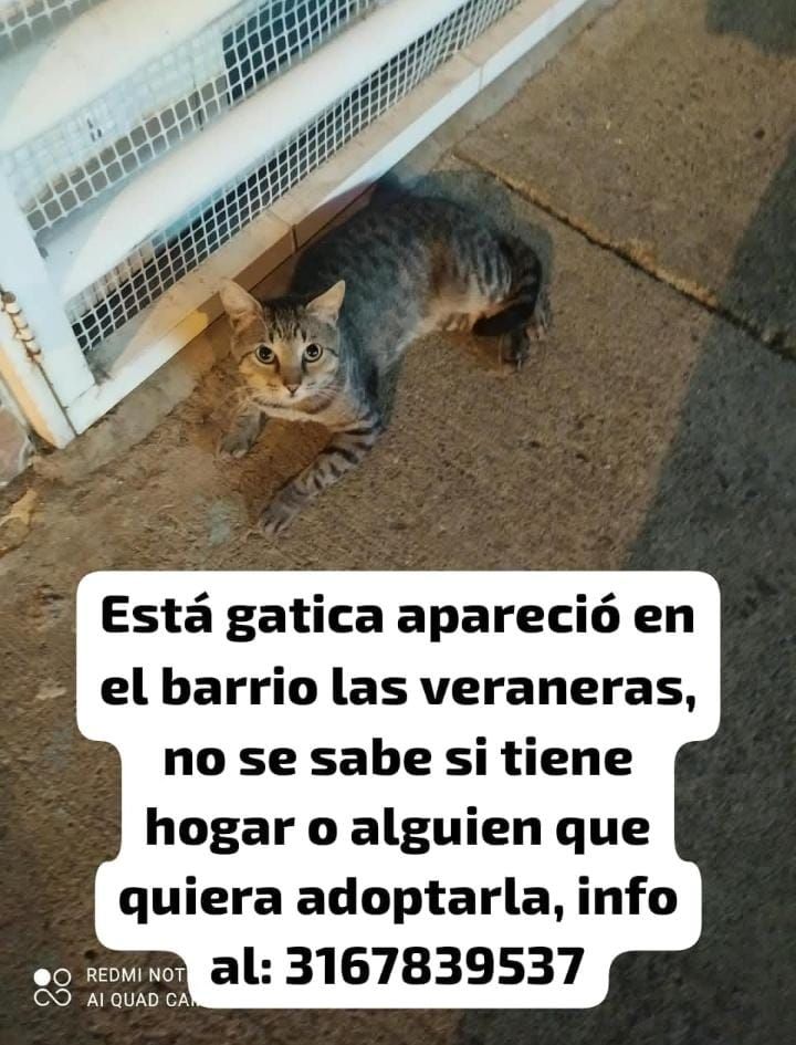 Gatita encontrada en Tuluá, Valle 