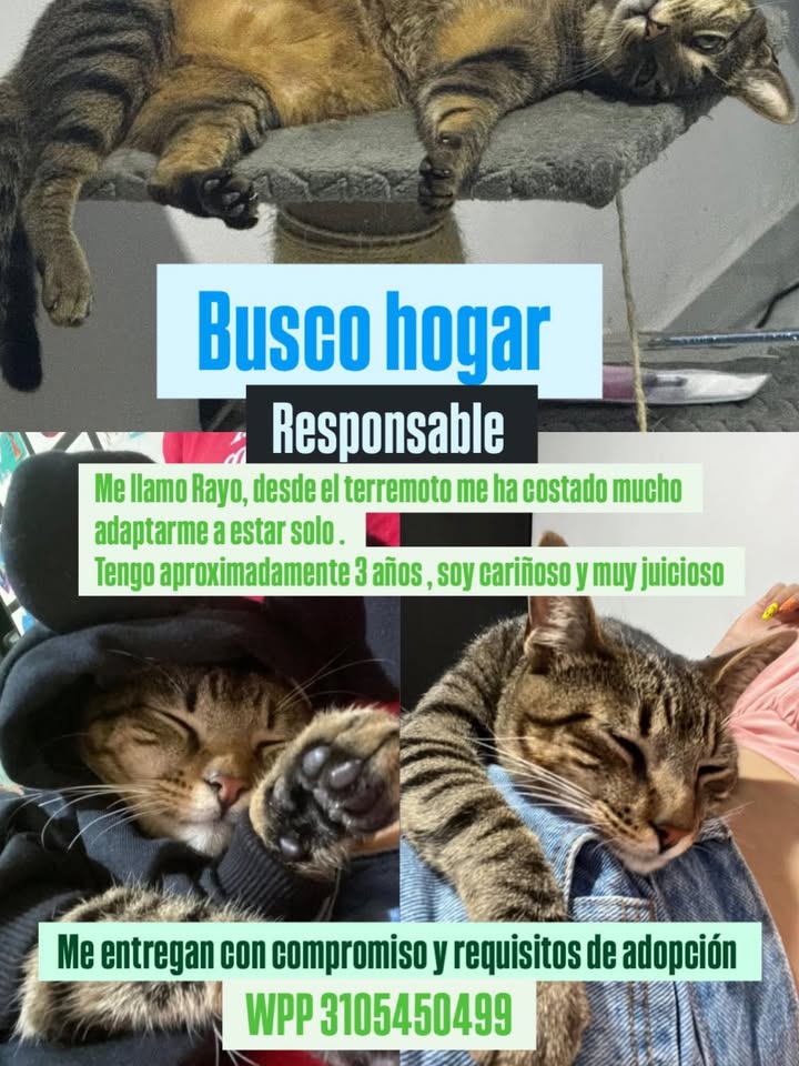 Busco hogar para gato en adopción responsable en Pereira 