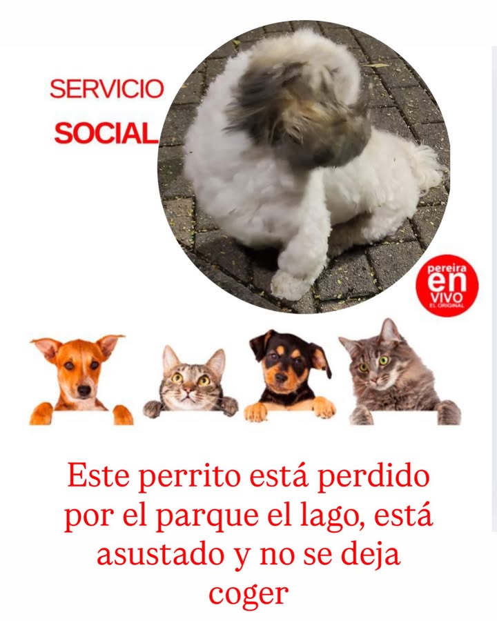 Perro perdido cerca del Parque el Lago en Pereira 