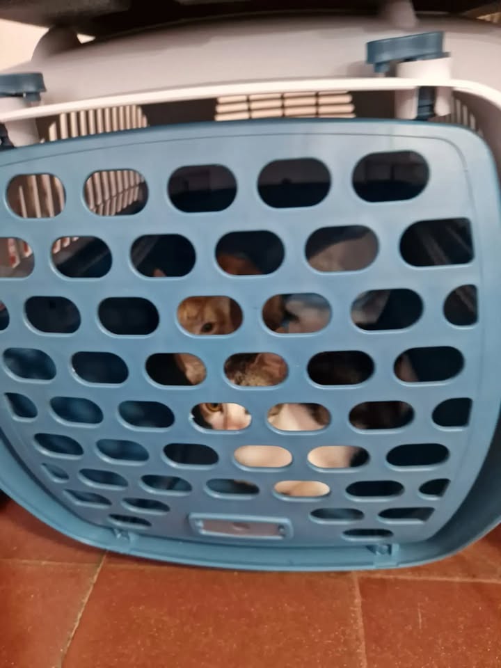 Transporte de 22 gatos rescatados en búsqueda de adopción en Bogotá 