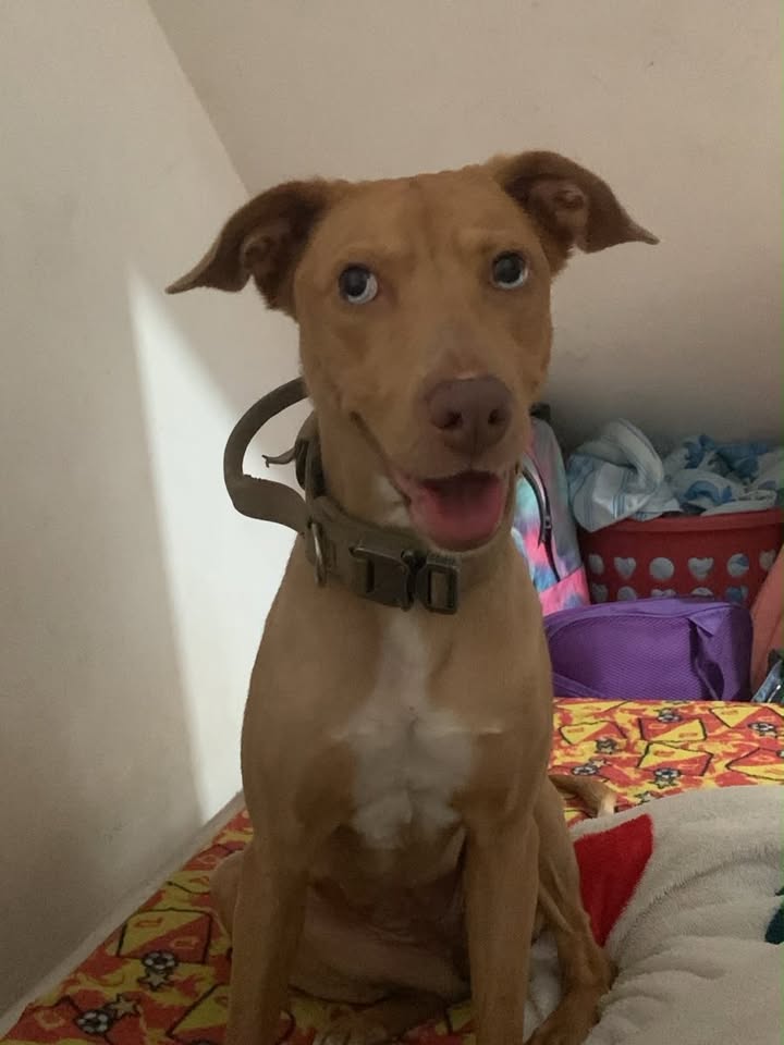 Perra Luna busca hogar en Pereira 