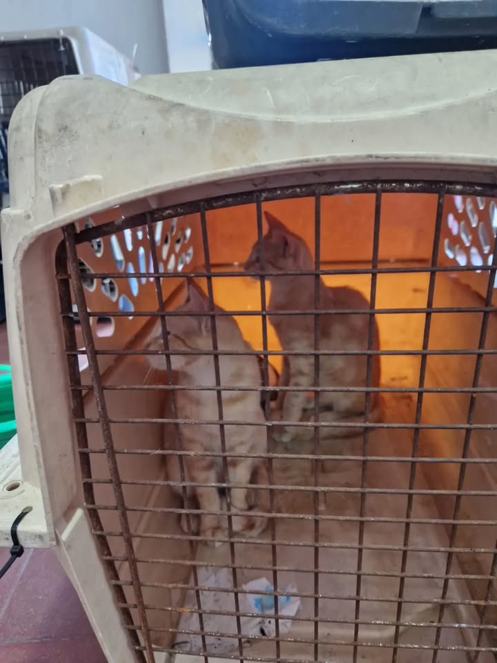 Transporte de 22 gatos rescatados en búsqueda de adopción en Bogotá 