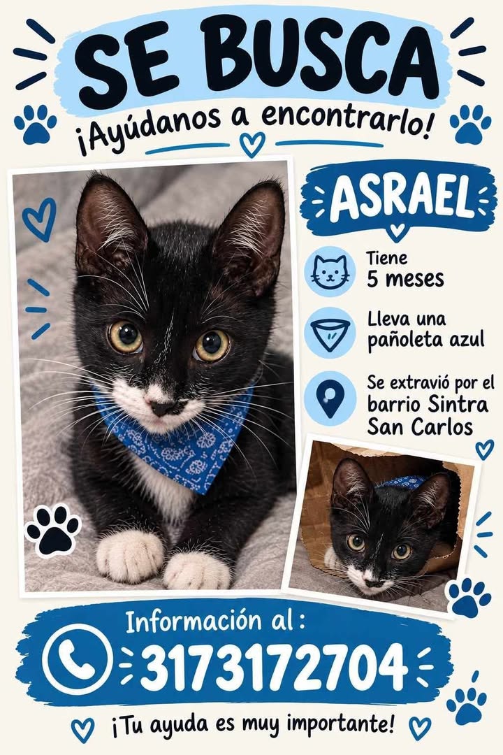 Gato Asrael perdido en Tuluá 
