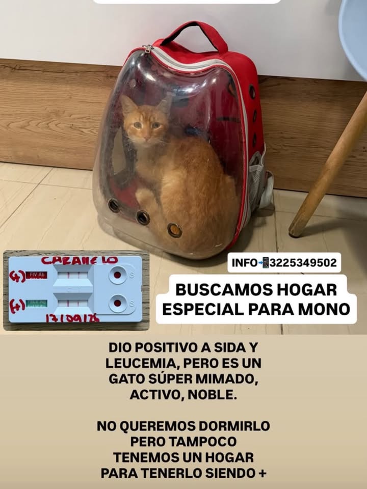 Gato en adopción en Pereira con SIDA y Leucemia 