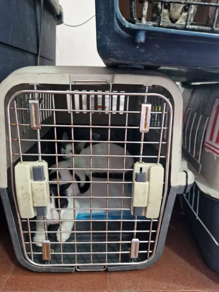 Transporte de 22 gatos rescatados en búsqueda de adopción en Bogotá 