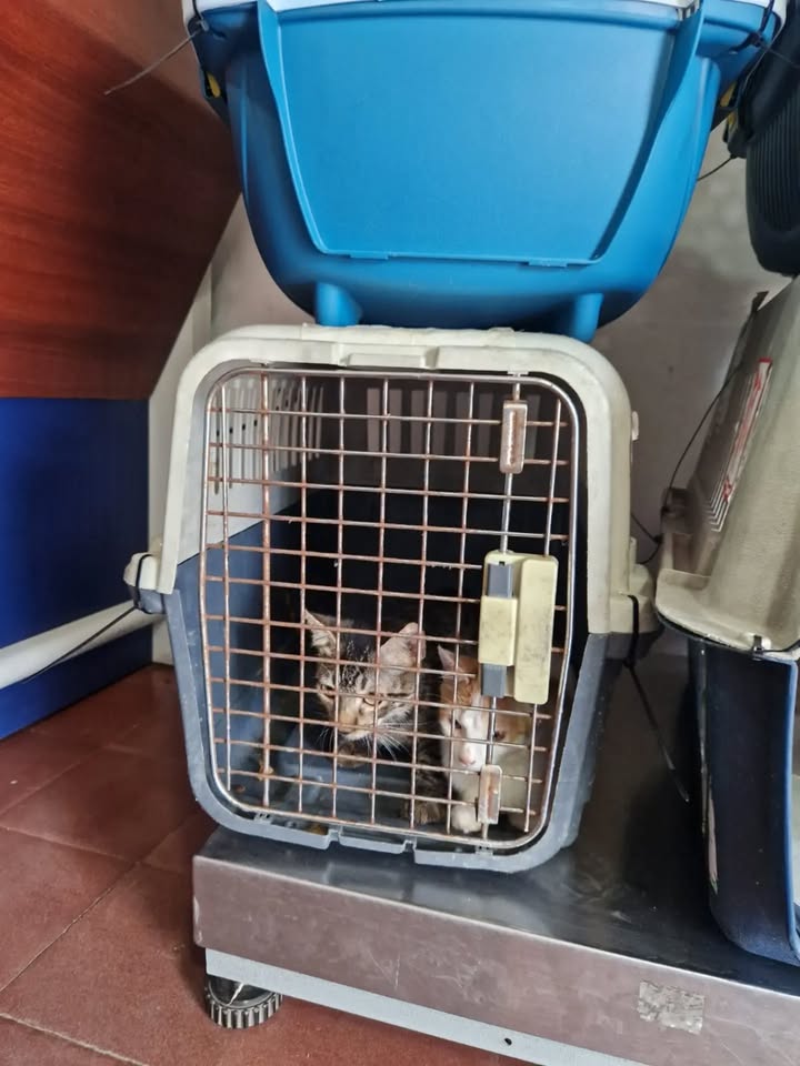 Transporte de 22 gatos rescatados en búsqueda de adopción en Bogotá 