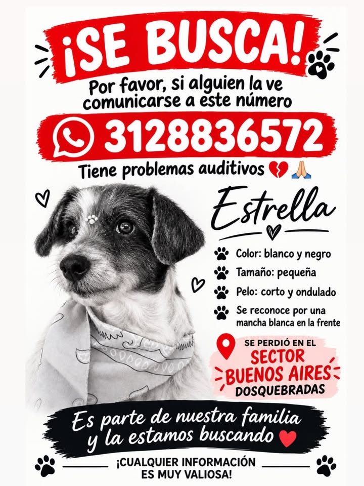 Perro perdido en Pereira, Risaralda 