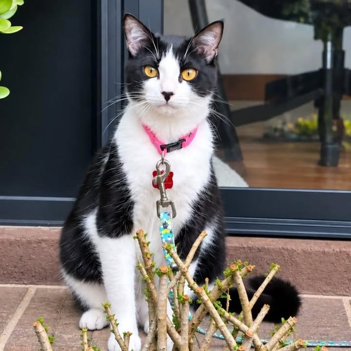 Dolly, adopción de gatuna en Bogotá 