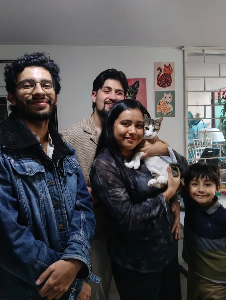Gatitos para adopción: Hipo, Dargo, Wanda y Salomé disponibles en Bogotá 