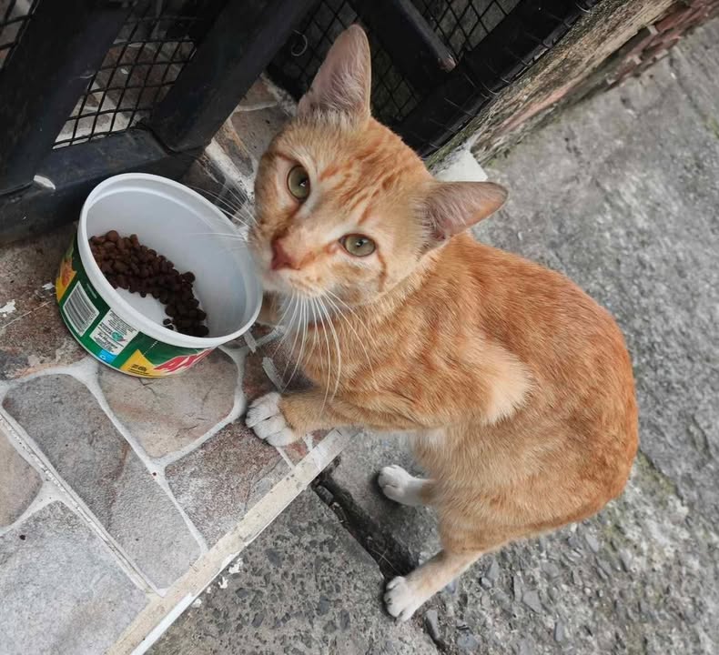 Gato en Adopción en Pereira 