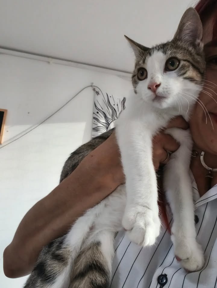 Gatitos para adopción: Hipo, Dargo, Wanda y Salomé disponibles en Bogotá 