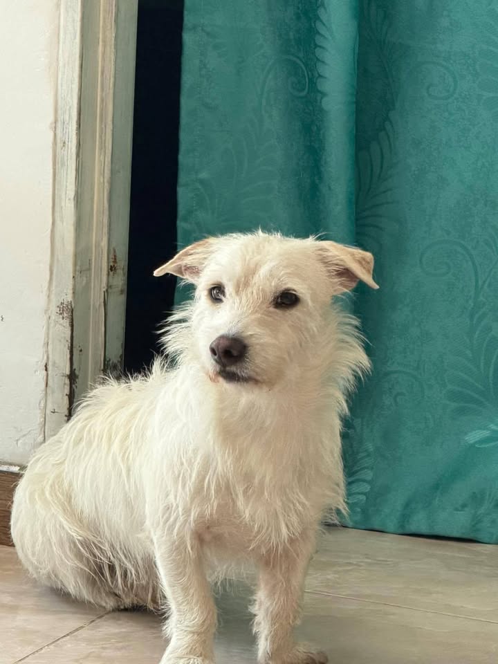 Perrito abandonado en Tuluá, Valle del Cauca 