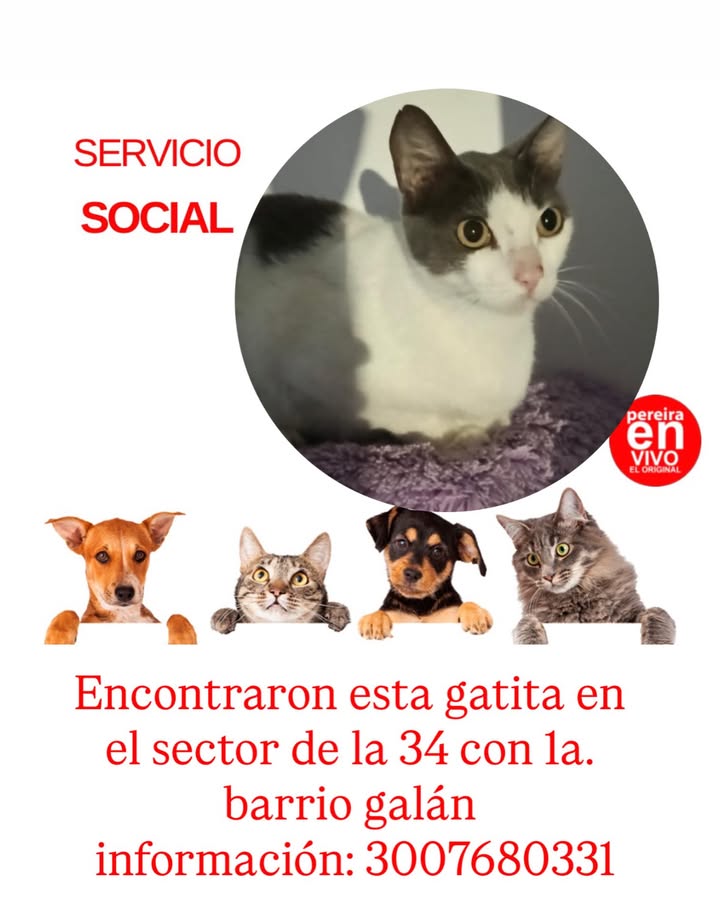 Gatita encontrada en Pereira 