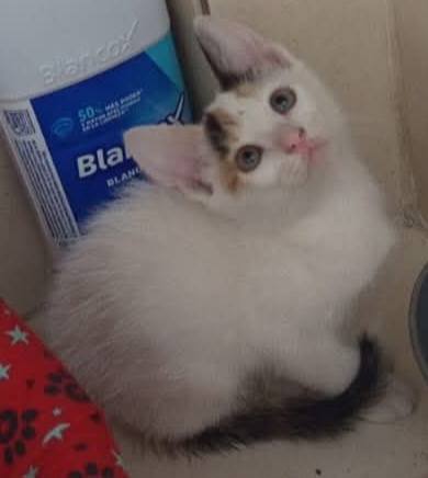Gatas para adopción en Pereira 