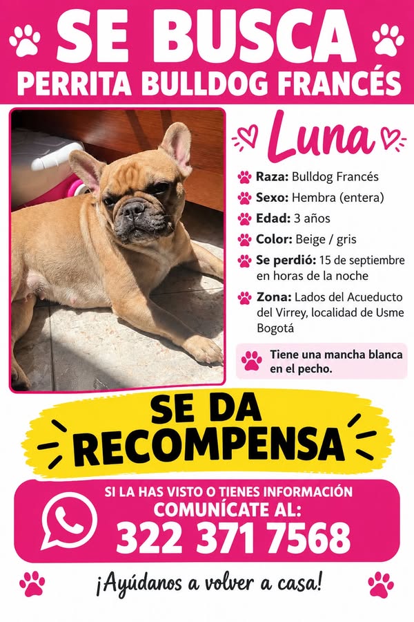 Perra Bulldog Francés perdida en Bogotá 