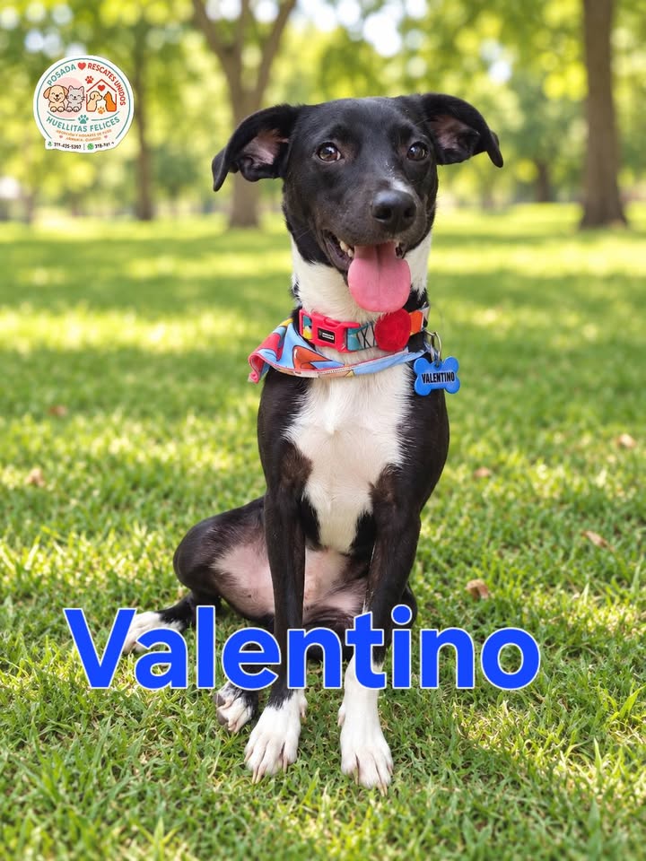 Perra en Adopcion en Armenia, Quindio 