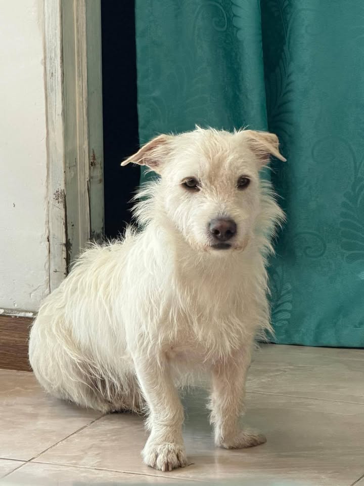 Perrito abandonado en Tuluá, Valle del Cauca 