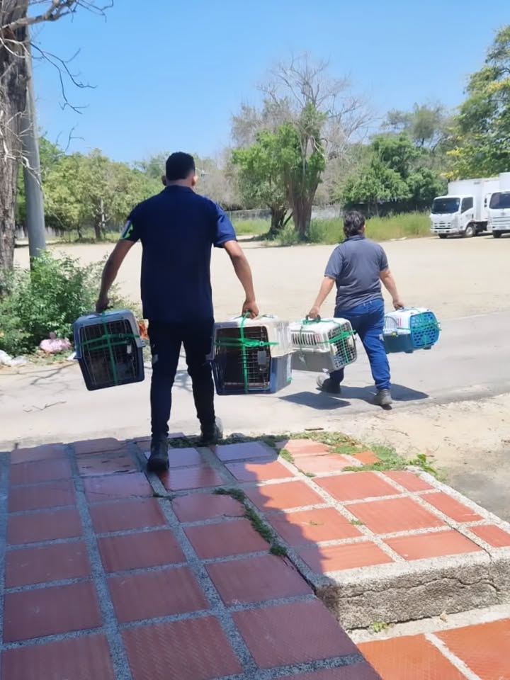 Transporte de 22 gatos rescatados en búsqueda de adopción en Bogotá 