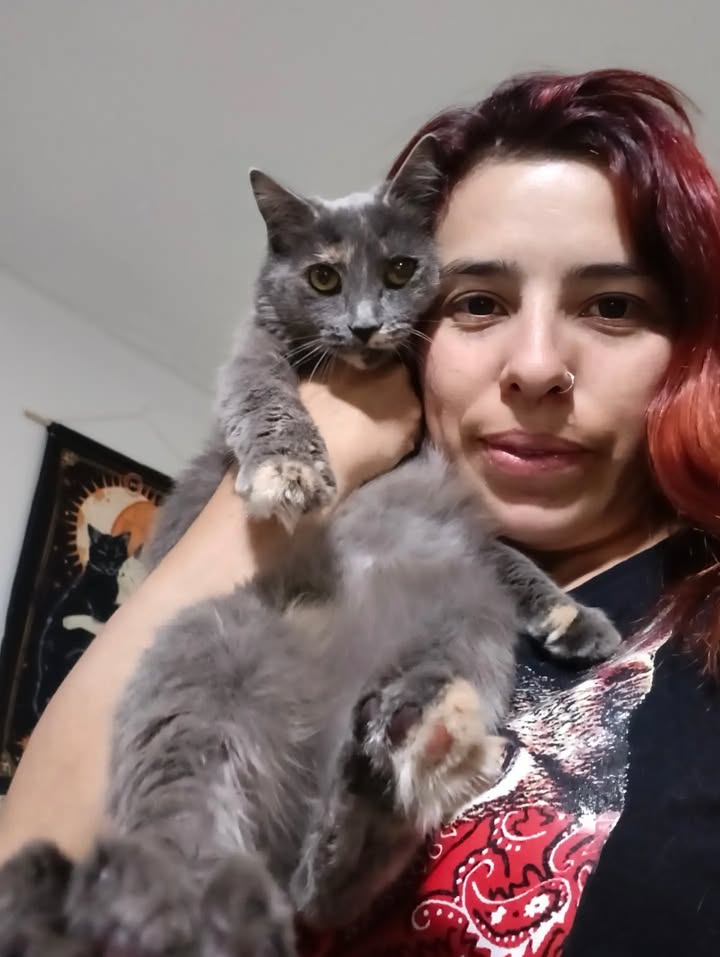 Gatitos para adopción: Hipo, Dargo, Wanda y Salomé disponibles en Bogotá 