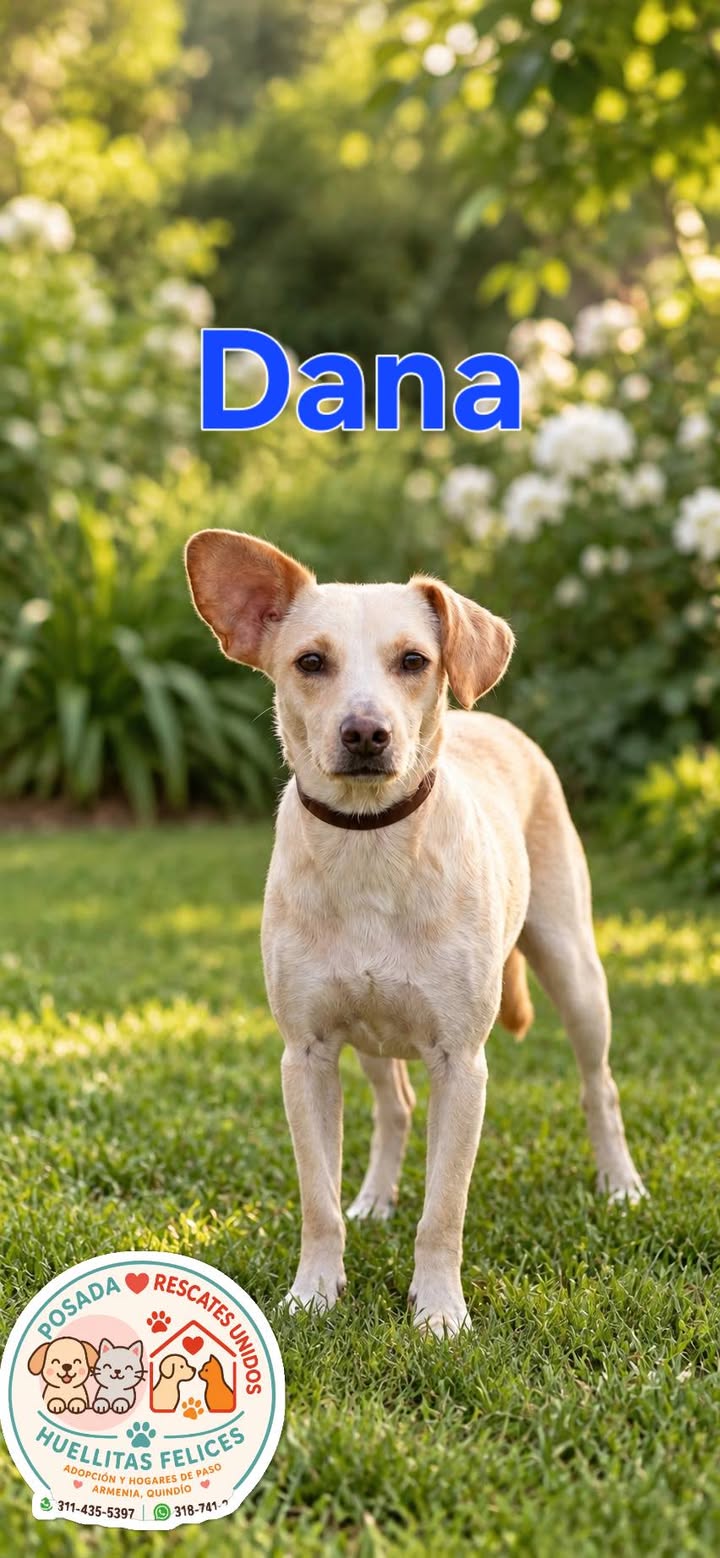 Perra en Adopcion en Armenia, Quindio 