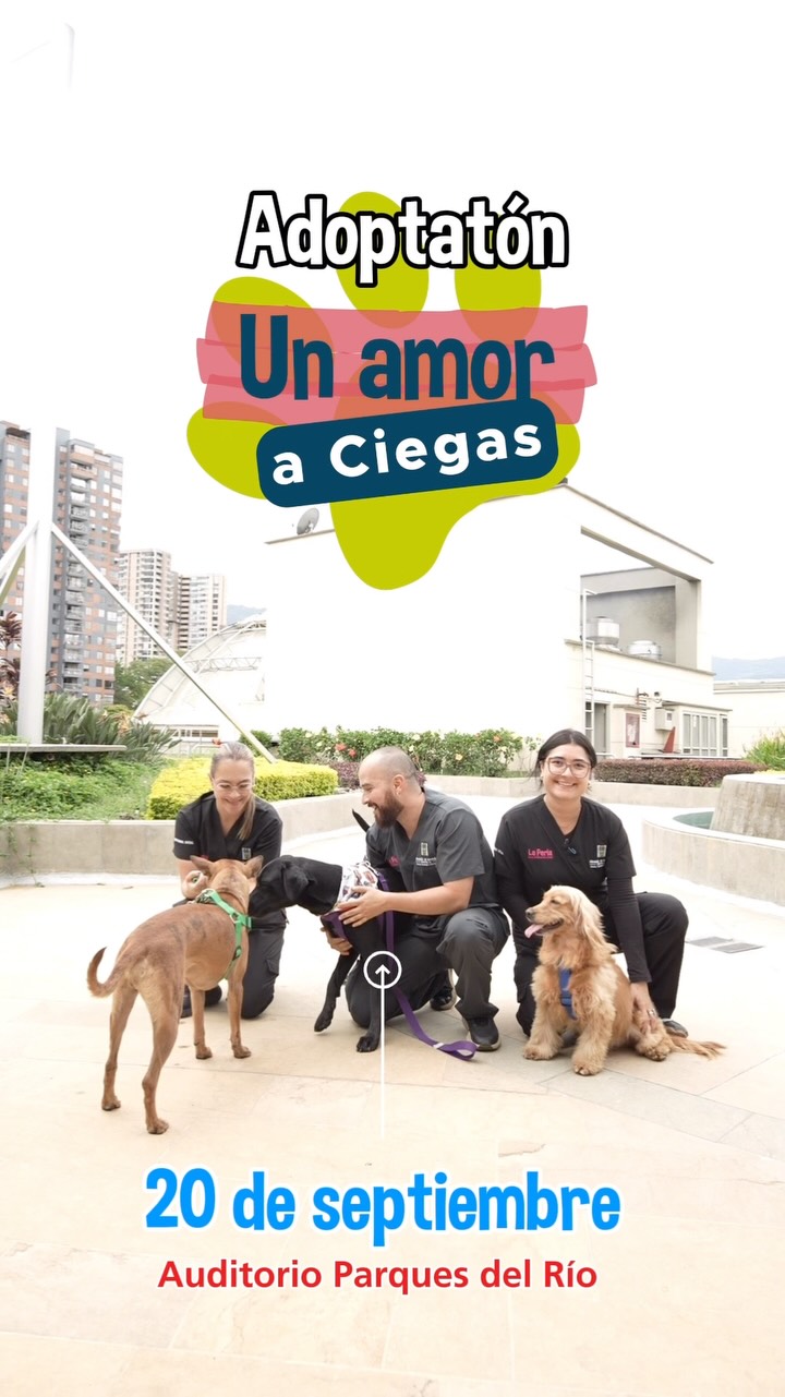 Adopta un perro o gato en Medellín 