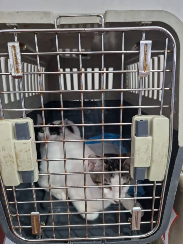 Transporte de 22 gatos rescatados en búsqueda de adopción en Bogotá 