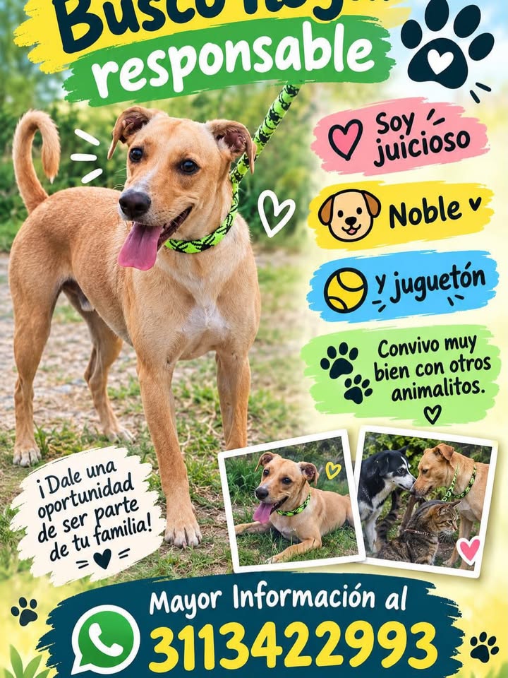 Adopta un perro responsable en Pereira, Risaralda 