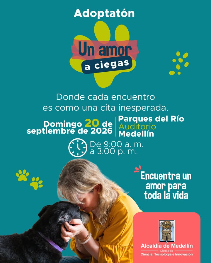 Adopción de Milhouse, perro Bulldog en Medellín 
