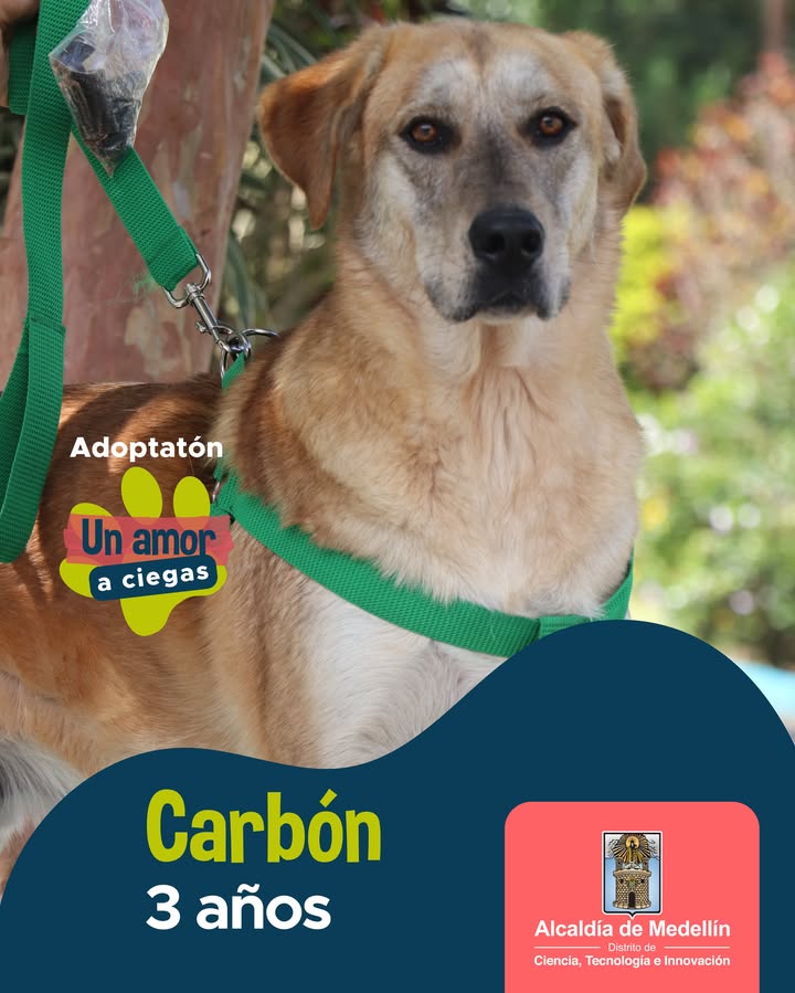 Adopción de Milhouse, perro Bulldog en Medellín 