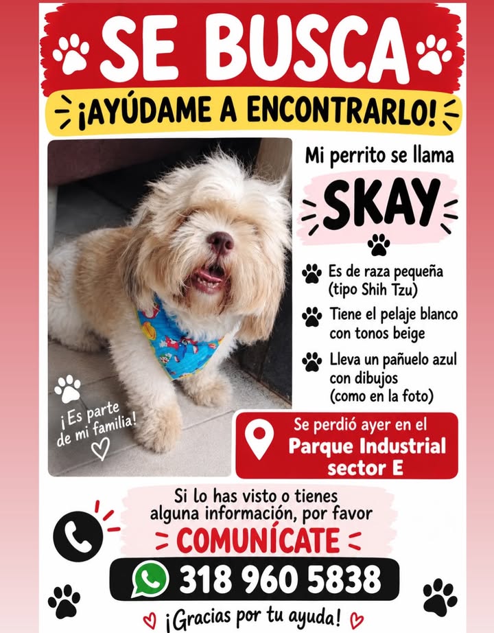 Se busca perrito SKAY en Pereira, Risaralda 