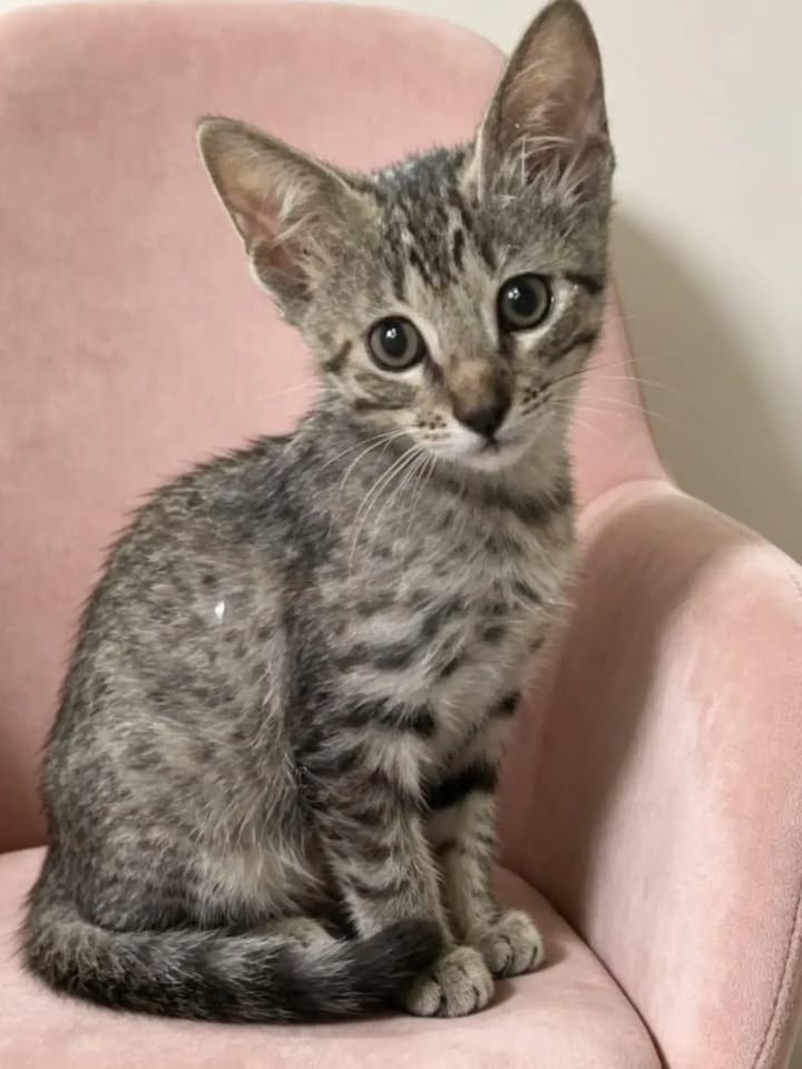 Adopta gatita de 2 meses y medio en Pereira 