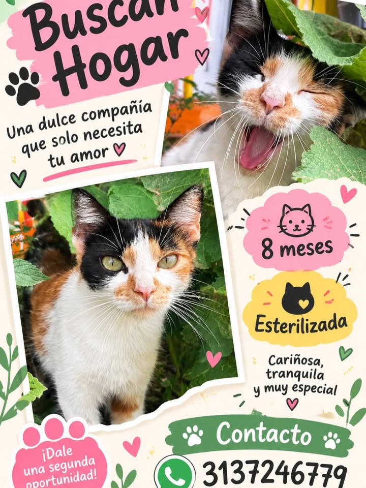 Gato en adopción en Pereira 