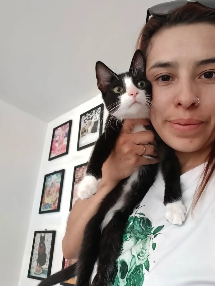 Gatitos para adopción: Hipo, Dargo, Wanda y Salomé disponibles en Bogotá 