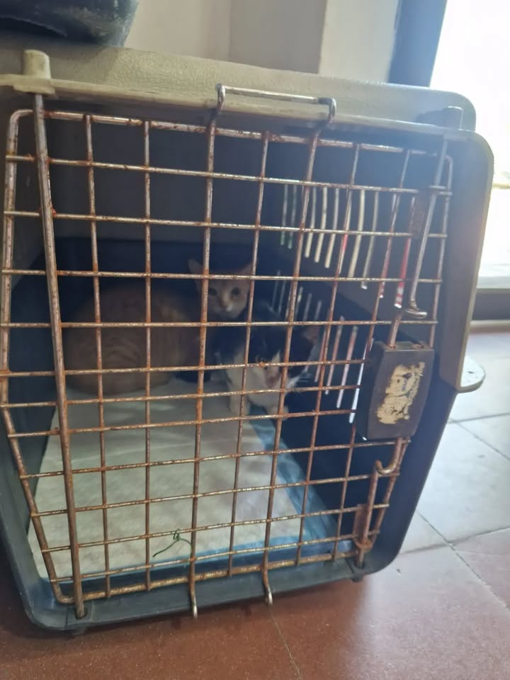 Transporte de 22 gatos rescatados en búsqueda de adopción en Bogotá 