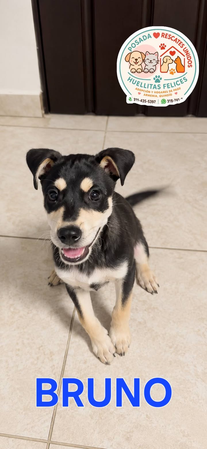 Perra en Adopcion en Armenia, Quindio 