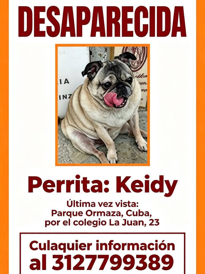 Perrita Keidy desaparecida en Pereira 