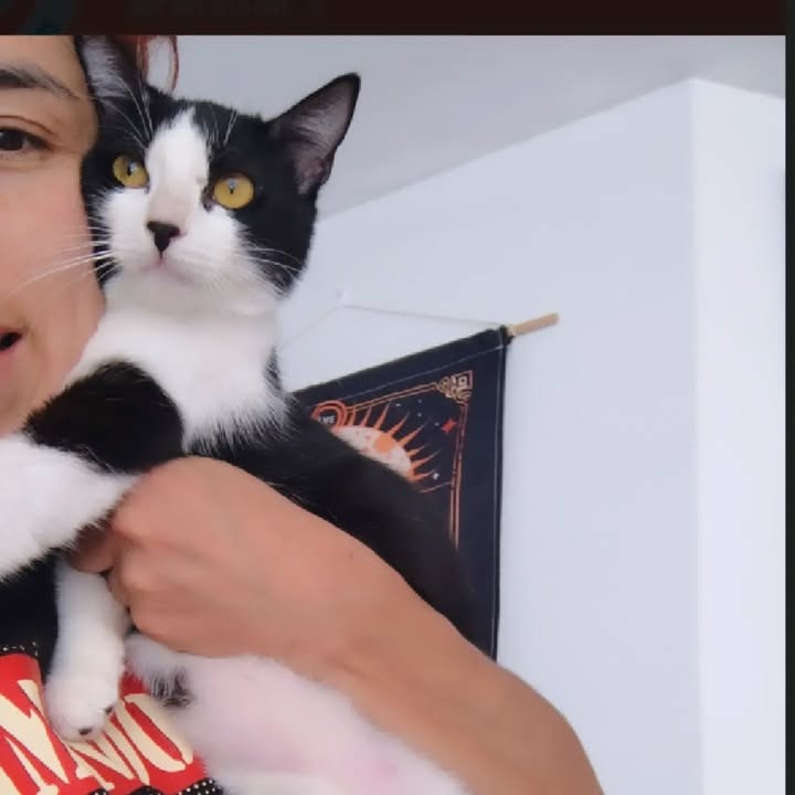 Dolly, adopción de gatuna en Bogotá 