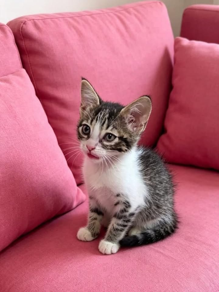 Gatita en adopción en Pereira 