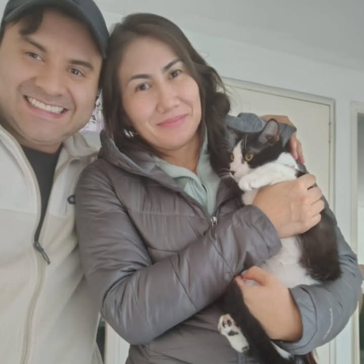 Dolly, adopción de gatuna en Bogotá 