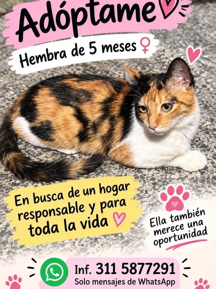 Gato Hembra de 5 meses en adopción en Pereira 