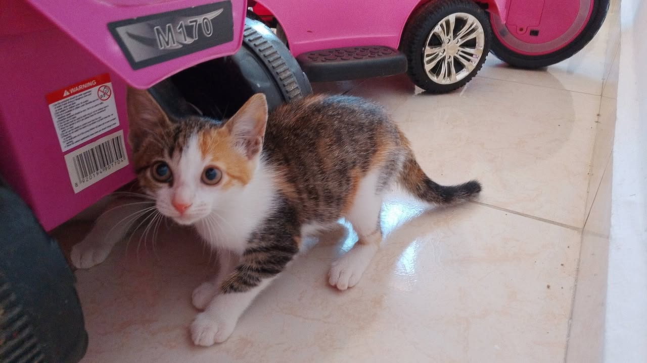 4 Gatitos tiernos en adopción en Tuluá, Valle 