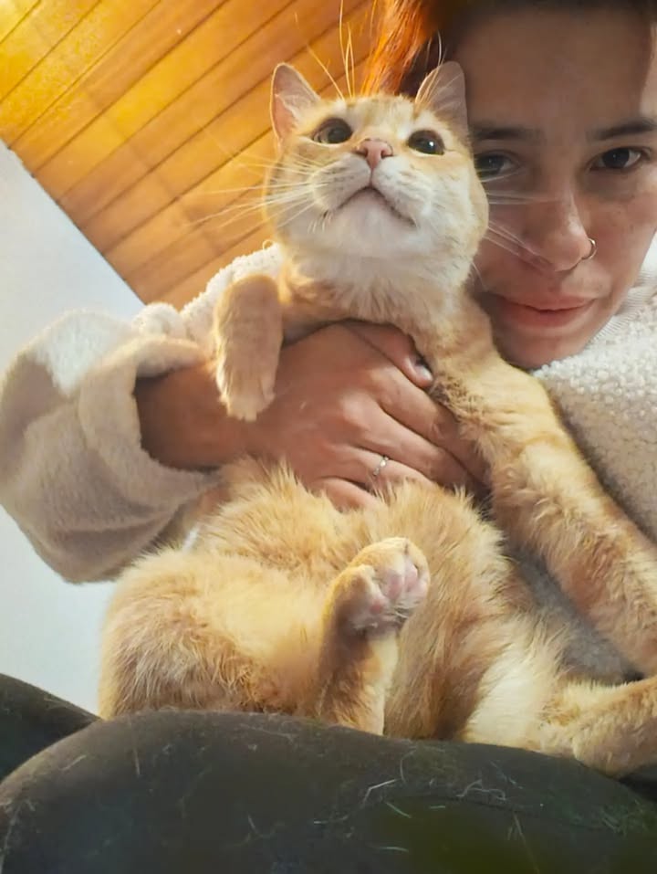Adopción de gatita Fresita en Bogotá, Colombia 