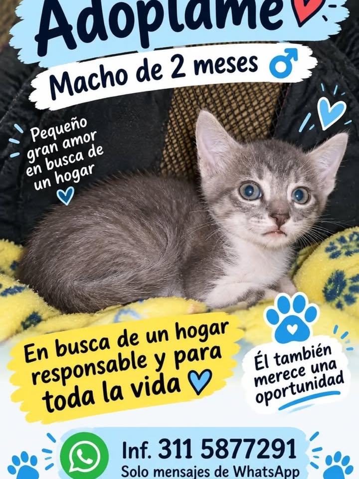 Cachorro de gato en adopción en Pereira 