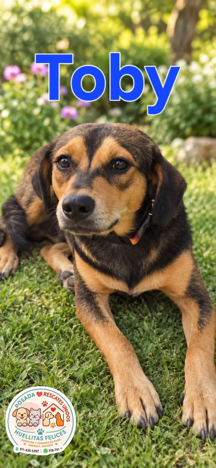 Perra en Adopcion en Armenia, Quindio 