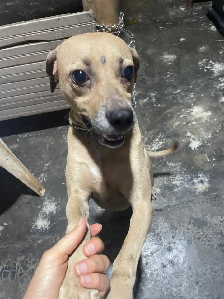 Adopta Perrita de 4 años en Pereira, Risaralda 