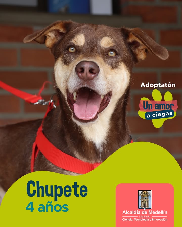 Adopta a Milhouse, un bulldog de 5 años en Medellín 