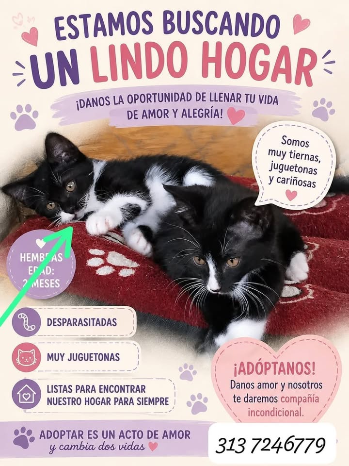 Adopta un gato en Pereira, Risaralda 