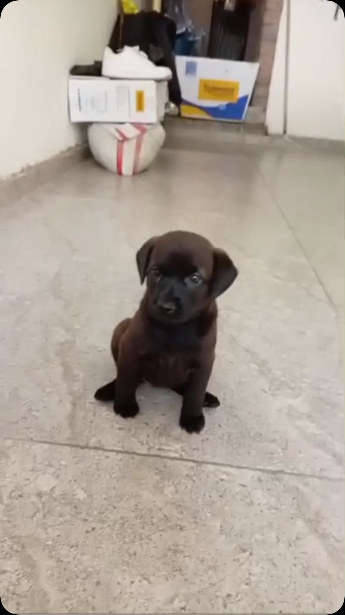 Cachorra de 2 meses en adopción en Pereira, Risaralda 